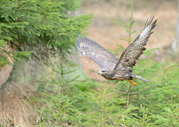 Common Buzzard