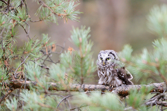 Scops Owl