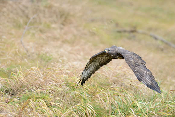 Common Buzzard