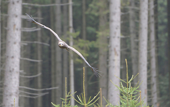 Steppe Eagle