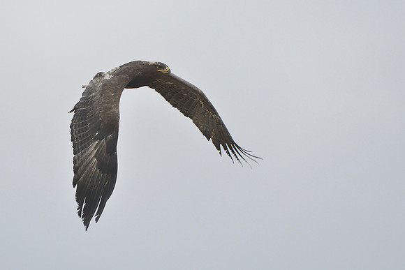 Steppe Eagle