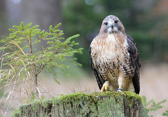 Red Tail Hawk