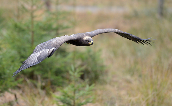 Steppe Eagle