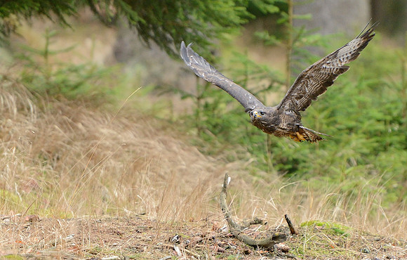Common Buzzard