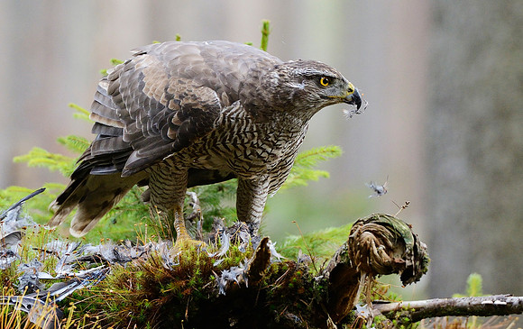 Goshawk feeding on a jay