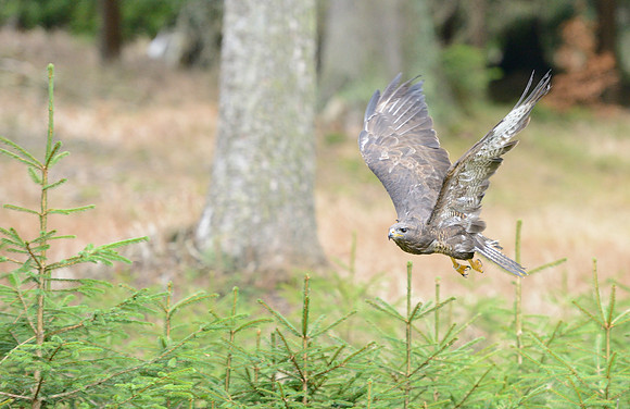 Common Buzzard