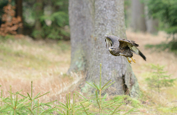 Common Buzzard