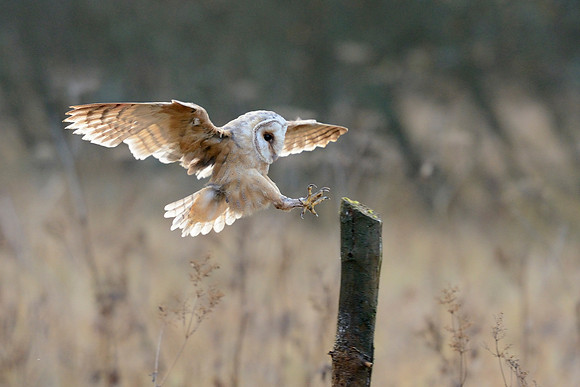 Barn owl