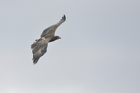 Steppe Eagle
