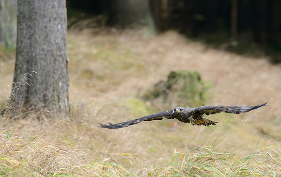 Common Buzzard