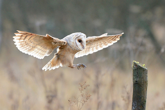 Barn owl