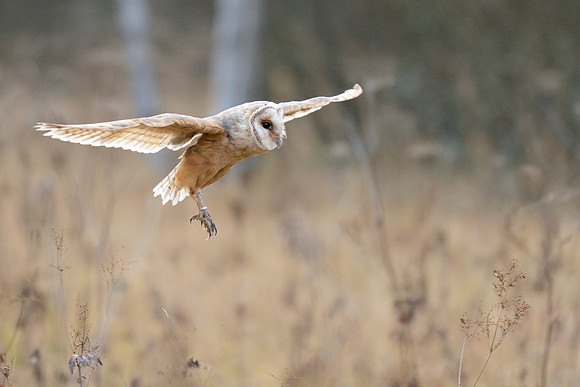 Barn owl