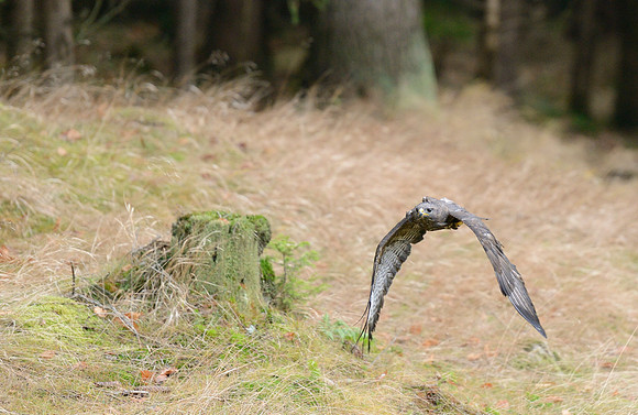 Common Buzzard