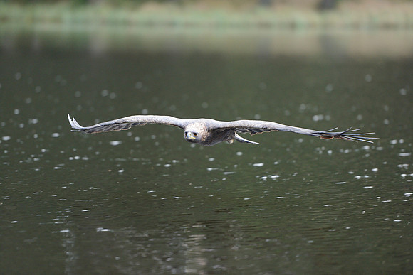 Steppe Eagle