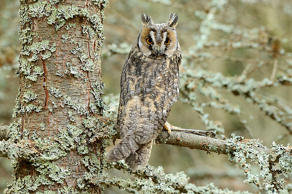 Long eared owl