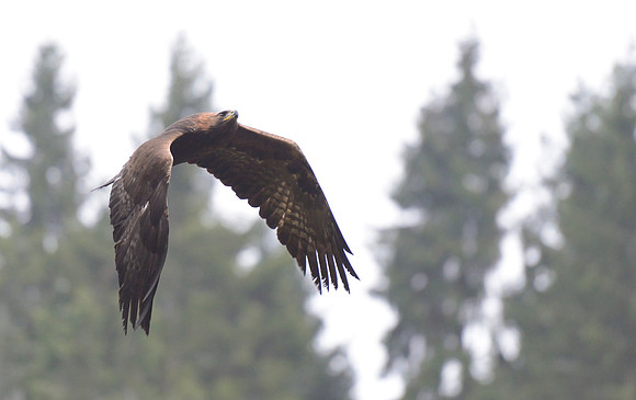 Golden Eagle