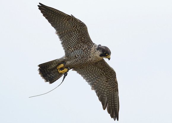 Peregrine Falcon