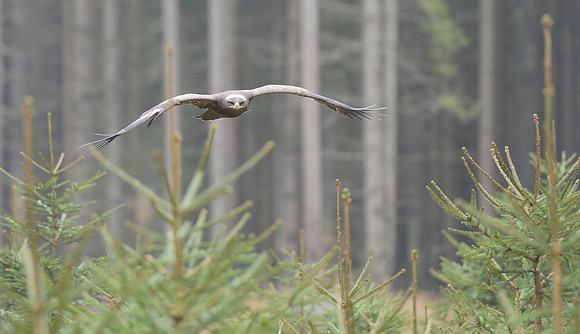 Steppe Eagle