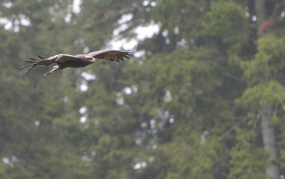 Steppe Eagle