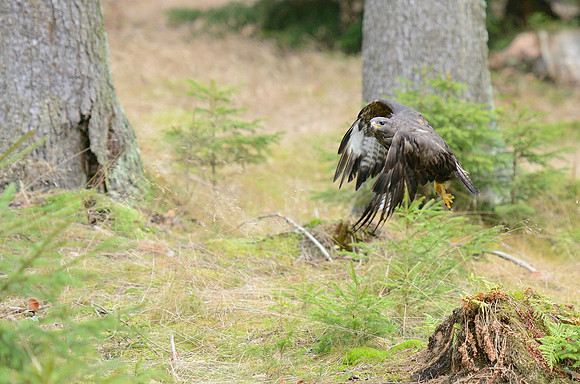Common Buzzard