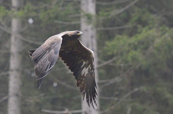 Steppe Eagle