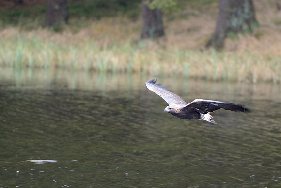 Golden eagle