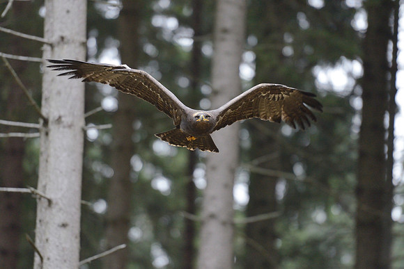 Steppe Eagle