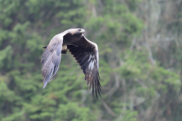 Golden eagle