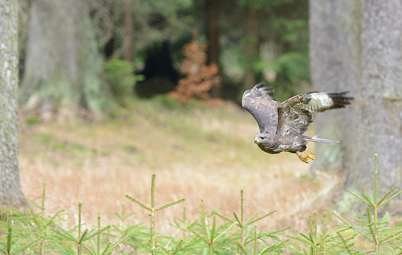 Common Buzzard