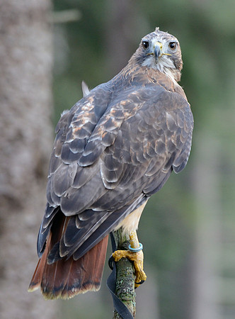 Red Tail Hawk