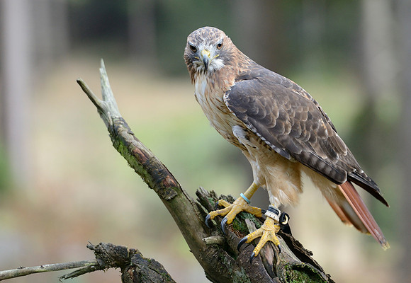 Red Tail Hawk