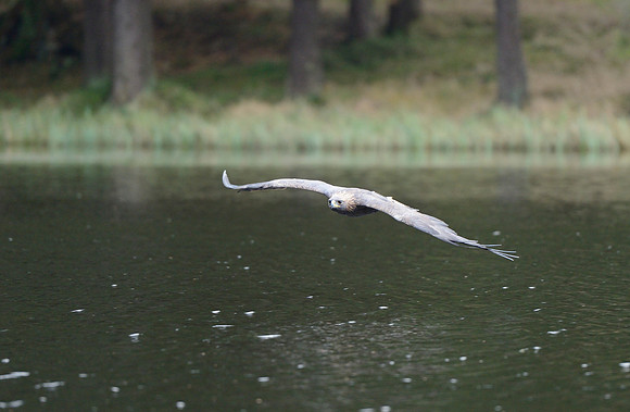 Steppe Eagle