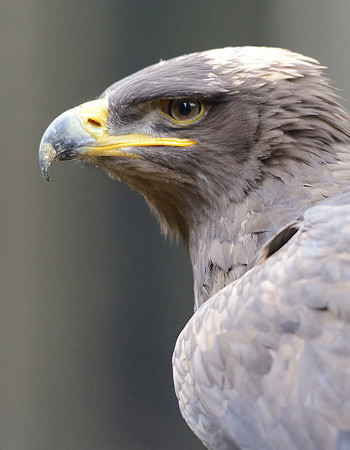 Steppe Eagle