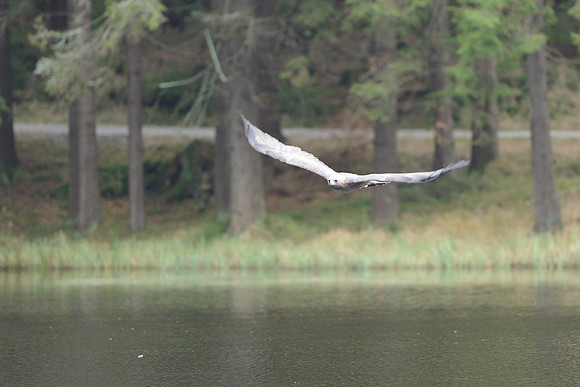 Steppe Eagle