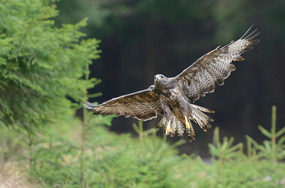 Common Buzzard