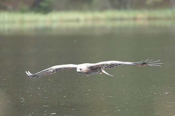 Steppe Eagle
