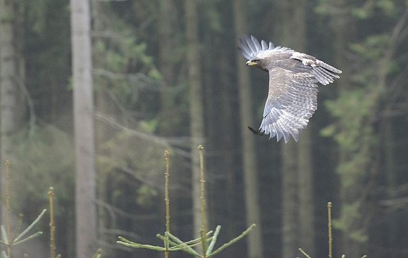 Steppe Eagle