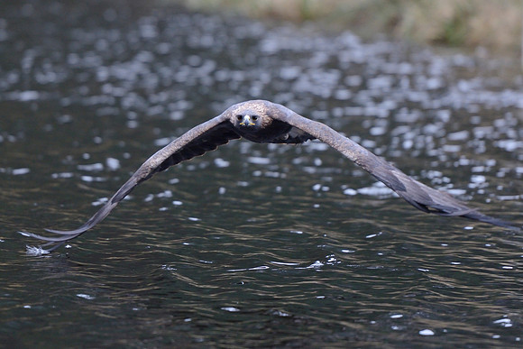 Golden eagle