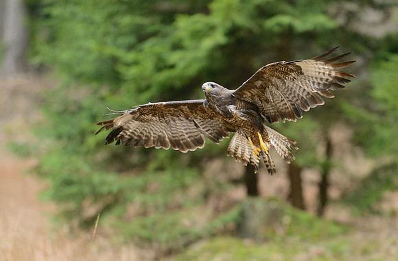 Common Buzzard