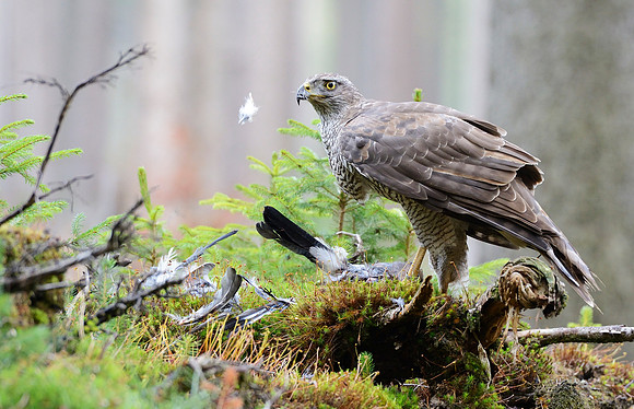 Goshawk feeding on a jay