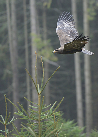 Steppe Eagle