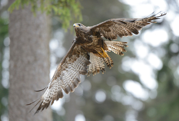 Common Buzzard