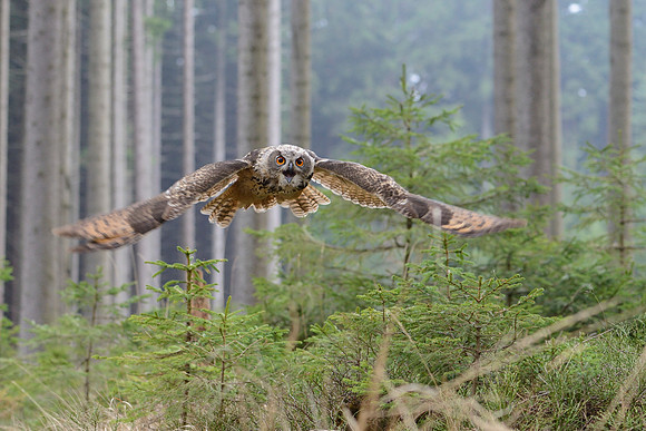 Eurasian eagle owl