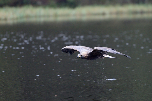 Golden eagle
