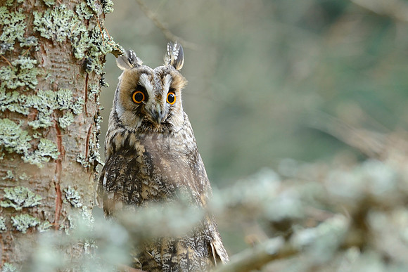 Long eared owl