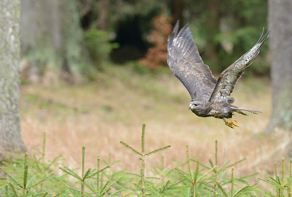 Common Buzzard