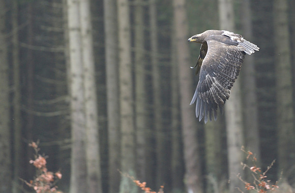 Steppe Eagle