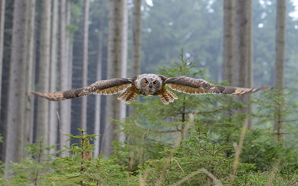 Eurasian eagle owl