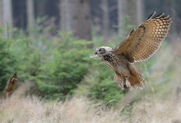 Eurasian eagle owl