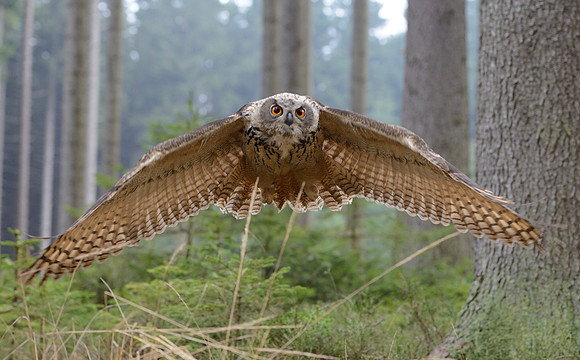 Eurasian eagle owl
